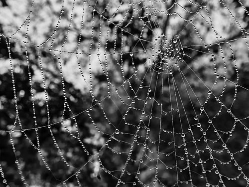 Spinnennetz mit Wassertropfen