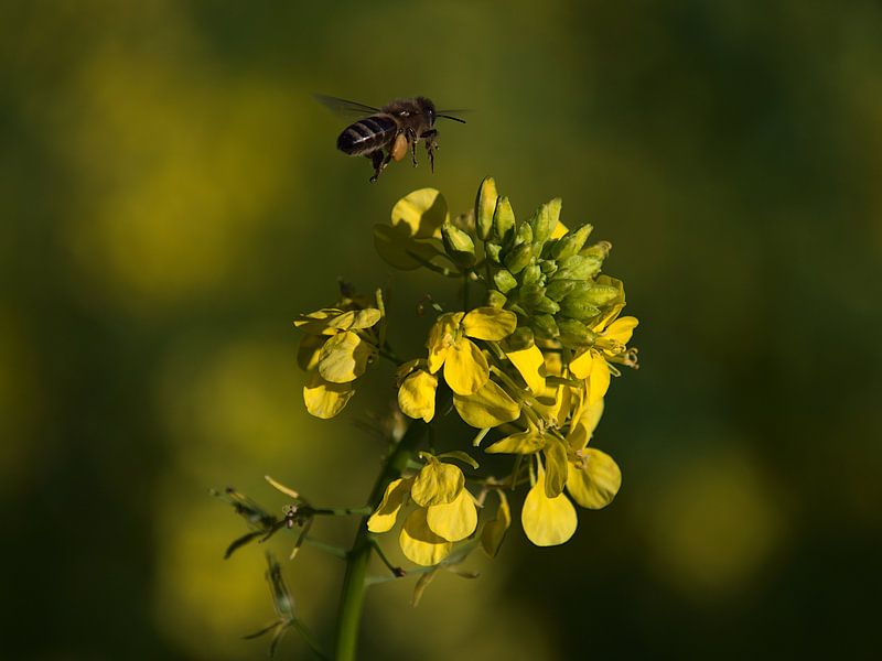 Abeille s'approchant d'une fleur de colza jaune en automne par Timon Schneider