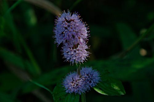 Wasserminz von IdzardCreations