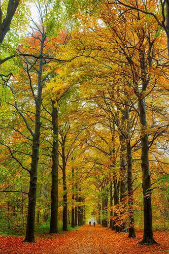 Boswandeling in de herfst