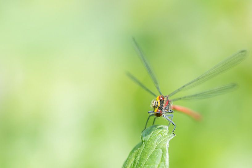 Scrubby damsel by Diantha Risiglione