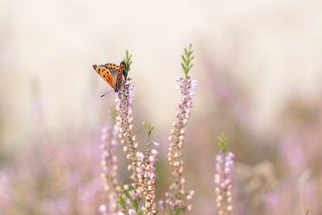 vlinder op bloem op de heide van Chantal Hovenkamp