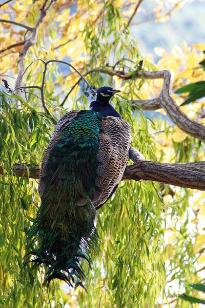 Peacock par Emma Wilms