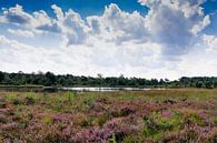 das violette Heidekraut sieht toll aus, mit schönen Wolken am Himmel gibt es eine schöne Atmosphäre von Lieke van Grinsven van Aarle Miniaturansicht