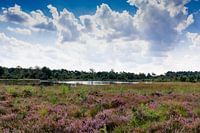 the purple heather looks great, with beautiful clouds in the sky it gives a nice atmosphere