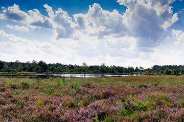 la bruyère violette est très belle, avec de beaux nuages dans le ciel, elle donne une belle atmosphè