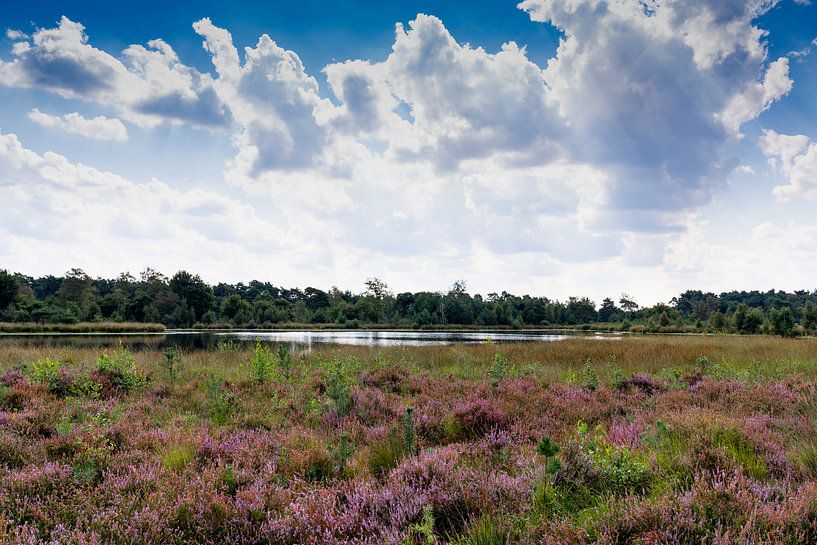 das violette Heidekraut sieht toll aus, mit schönen Wolken am Himmel gibt es eine schöne Atmosphäre von Lieke van Grinsven van Aarle