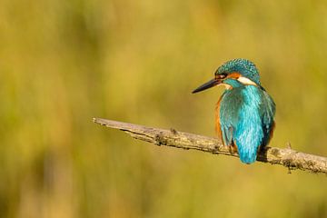 Kingfisher on a branch. by Menno Schaefer
