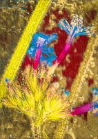 bevroren bloem in warme kleuren
