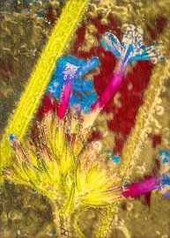 gefrorene Blume in warmen Farben von Peter Smeekens