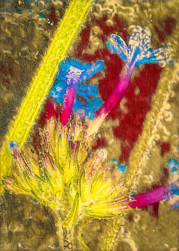 frozen flower in warm colours