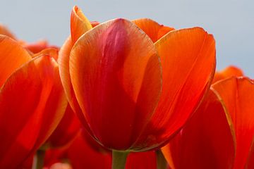 Close up orange tulips