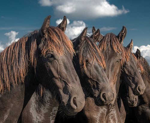 Horse heads in a row