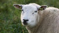 Zo blij als een schaap!