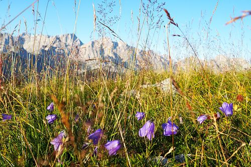 Alpenbloemen - kleurrijke natuurfotografie uit de bergen. Koop nu een wandschildering of canvas en beleef de veelzijdigheid van de alpenbloemen in de Karwendel.