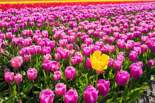 ?✨ Ontdek de Magie van de Tulpen! ✨?