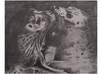Zeehondjes