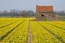 Narcissen bij een vervallen huis