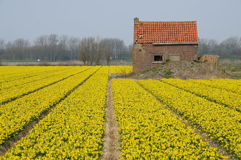 Narcissen bij een vervallen huis von Remco Swiers
