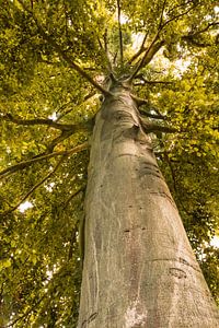 Tree of life van Jeroen Mondria