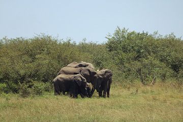 Elefanten von G. van Dijk