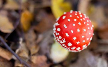 Rood met witten stippen