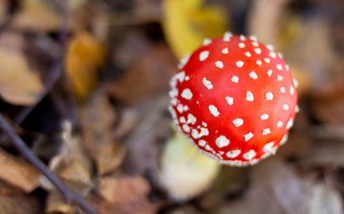 Rood met witten stippen