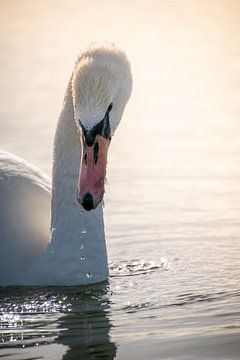 Portret van een zwaan fouragerend op een meer van Angelique Morees