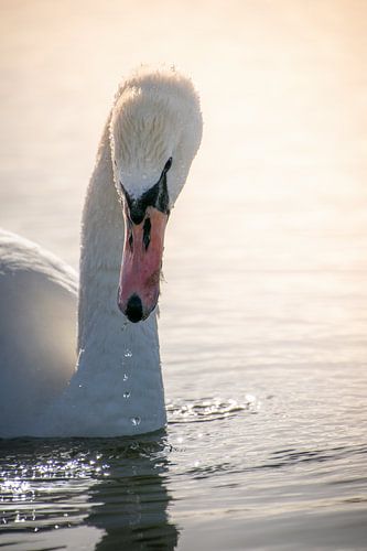 Portrait d'un cygne en quête de nourriture sur un lac
