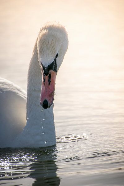 Porträt eines Schwans bei der Futtersuche auf einem See von Angelique Morees
