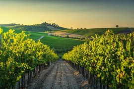 Wijngaardrijen tijdens het gouden uur in Castellina in Chianti, Toscane