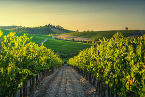 Weinbergreihen zur goldenen Stunde in Castellina in Chianti, Toskana