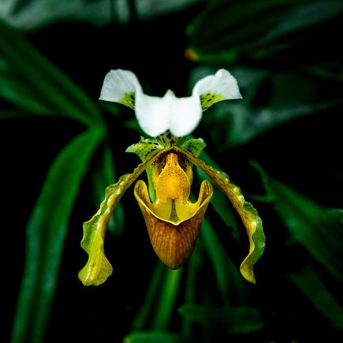 Orchidée élégante – Photographie botanique