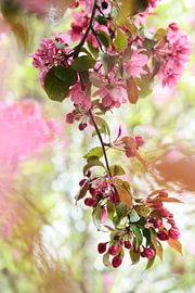 Der Weißdorn in voller Blüte von tim eshuis