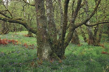 Frühlingsszenen in Glencoe
