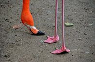 Flamingo - I bow my head by Karel Frielink thumbnail