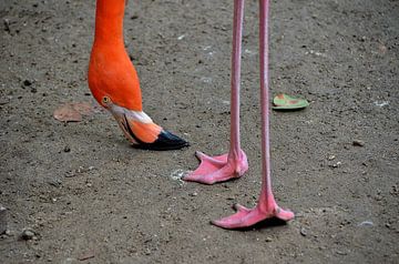 Flamingo - I bow my head by Karel Frielink