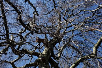 Kahler Baum mit Ästen im Winter, Deutschland von Torsten Krüger