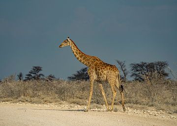Giraffe in Etosha Nationaal Park in Namibië, Afrika van Patrick Groß