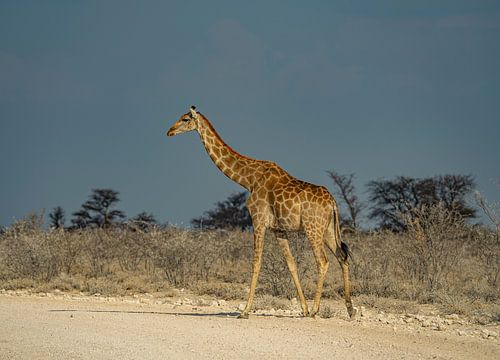 Giraffe in Etosha Nationaal Park in Namibië, Afrika