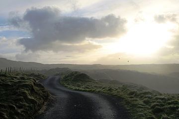 Weg door de duinen