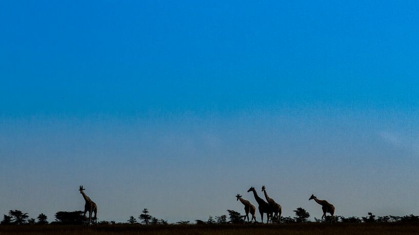 Giraffen silhouetten van Van Renselaar Fotografie