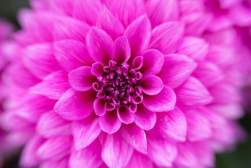 Vous ne m'ignorez pas !