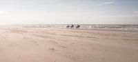 Horses on the Beach van Alex Hiemstra thumbnail