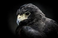 Portrait eines Raptor oder Raubvögel von Pureframed Photos Miniaturansicht