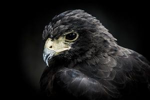 Portret van een roofvogel sur Pureframed Photos