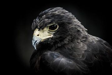 Portret van een roofvogel van Pureframed Photos