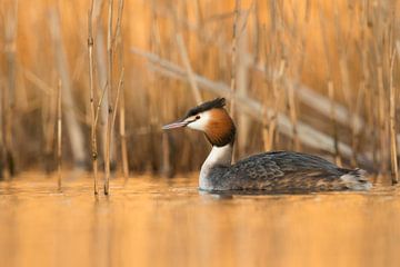 Great Crested Grebe ( Podiceps cristatus ) swimming in front of reeds, last daylight reflects from t van wunderbare Erde
