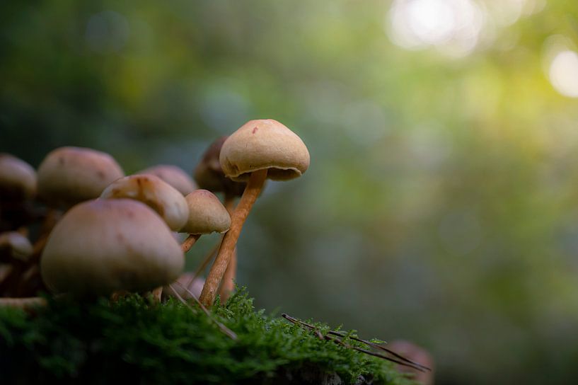 Pilz von Alvin Aarnoutse