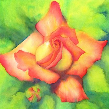 Pfirsichfarbene Rose Aquarellbild quadratisch von Karen Kaspar
